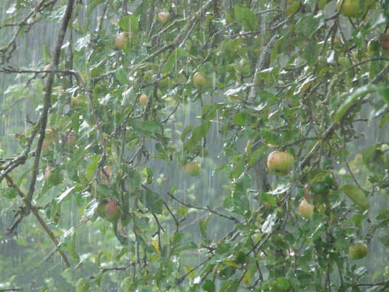 農業種植業如何應對暴雨？