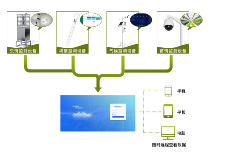 在番石榴的種植中，農業四情監測系統有何作用？