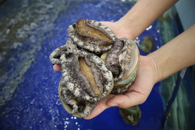 鮑魚(yú)，正在走向大眾的餐桌