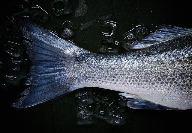 脆肉皖魚：草魚的翻身之路